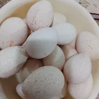 تخم بوغلمون