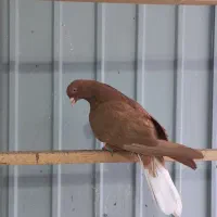 نر و ماده زرد دم اسبی و سرخ دم اسبی