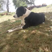 سگ گله|سگ|بروجرد, |دیوار