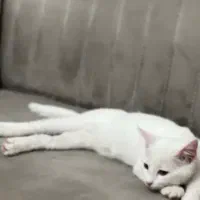 واگذاری گربه زیبا|گربه|کرمانشاه, |دیوار