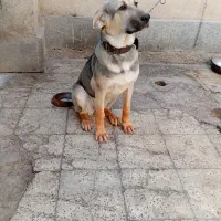 پژدر|سگ|پردیس, سیاه سنگ|دیوار