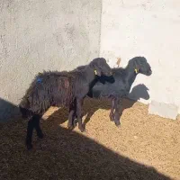 شیشک قره قزل