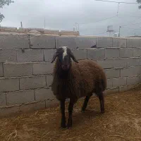 بره قوچ