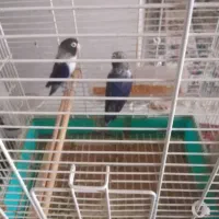 طوطی برزیلی