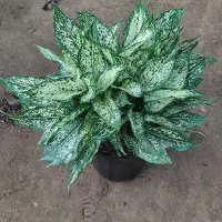 انواع گلهای خانگی