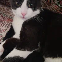 گمشده گربه نره هرکی پیداش کنه شیرینه تپل بهش میدم|حیوانات|فردیس, قریشی|دیوار