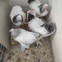 نیمچه برهما وارداتی ،ویاندوت بلورد، سیبرایت بوف