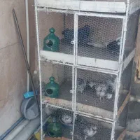 فروشقفسجفتکن.باکبوتر|لوازم جانبی حیوانات|سیرجان, |دیوار