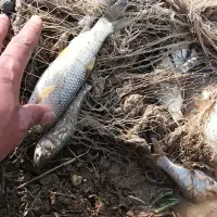 فروش بچه ماهی