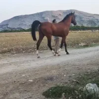 اسب دوسرچاپار اصیل شناسنامه دار|اسب و تجهیزات اسب‌سواری|شیراز, چنچنه|دیوار