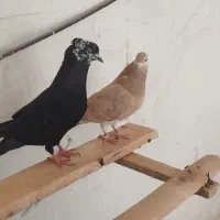 سلام دوستان یک جفت گرفتنی نروماده خوب وپرشی  ف