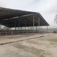 گاوداری ۱۹هکتارهشتگرد