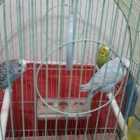 مرغ عش اهلی