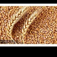 گندم