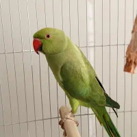 طوطی ملنگو سبز