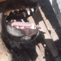 معاوضه