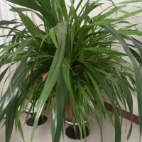 گلدان پاندانوس