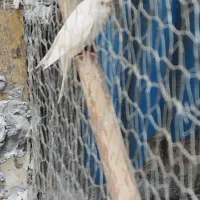 مرغ عشق ماده هلندی