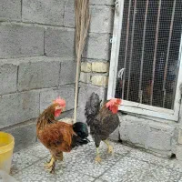 جوجه خروس محلی سرحال وجوان