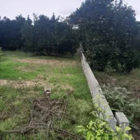 باغ پرتقال|فروش دفتر صنعتی، کشاورزی، تجاری|کیاکلا, |دیوار