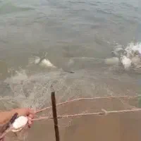 ماهی کپور و ماهی سفید|ماهی|شهرکرد, |دیوار