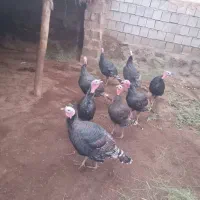 بوقلمون|حیوانات مزرعه|قره ضیاالدین, |دیوار