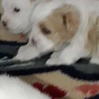 ۴ تا توله نر و ماده پشمالو|سگ|بندر امام خمینی, |دیوار