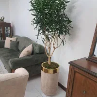 گل اپارتمانی|گل و گیاه طبیعی|کرج, محمود آباد|دیوار