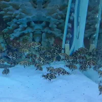 جوجه ماهی اسکار دوبندی|ماهی|دورود, |دیوار