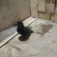 چند عدد کبوتر|پرنده|بم, |دیوار