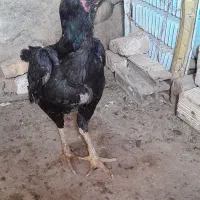یک خروس لاری مهر درجه یک و یک مرغ یه تیغ سیاه لاری