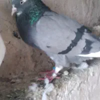 فروش کبوتر پرشی