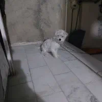 سگ خانگی ماده