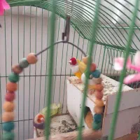 فنچ گلدین|پرنده|ری, شهرک نظامی|دیوار