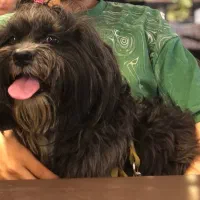 شینزو ترییر