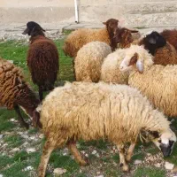 گوسفند پای قوچ