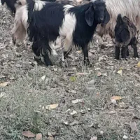 فروش گهر و بز چاق سرحال با قیمت خوب|حیوانات مزرعه|یاسوج, |دیوار