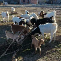 بز پاکستانی