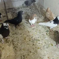 جوجه بهبهانی|پرنده|شیراز, تندگویان|دیوار