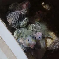 جوجه عروس هلندی سرلاکی|پرنده|مشکیندشت, |دیوار