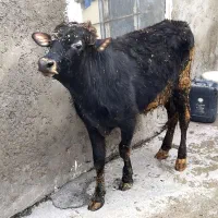گوساله نر|حیوانات مزرعه|جوانرود, |دیوار