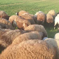 گوسفند بره دار و ابستن