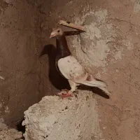 کبوتر هفرنگ ریز خال تکی نیس هردو باهم|پرنده|اسفرورین, |دیوار