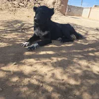 سک قهدرجانی