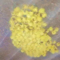 خاویار حلزون|خزنده|قم, ولیعصر|دیوار