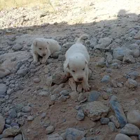 سگ‌پاکوتاه