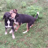 سگ مادر ژرمن و پدر محلی|سگ|رشت, لاکان شهر|دیوار