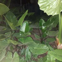 گل تزئینی(بابا آدم)|عمدهفروشی|ماسال, |دیوار