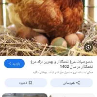 ۱۰عدد مرغ و۳ خروس بومی