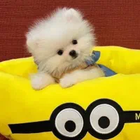 سگ پامر جیبی۱۰۰٪ فنجونی،به شرط اصل